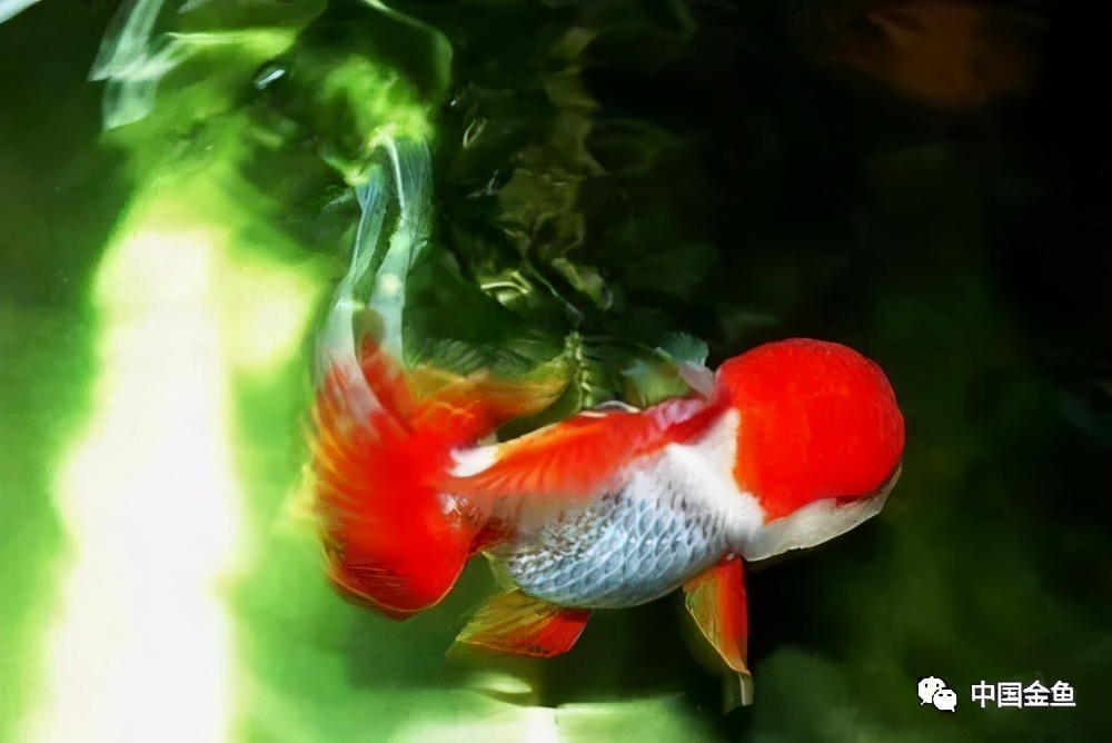 怎么样才能挑出好的金鱼,如何选到心满意足的金鱼