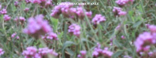 秋天的沙湖美不胜收,洋沙湖旅游