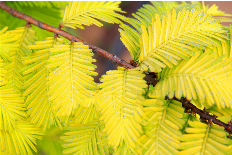 金叶水杉苗木高成活率,金叶水杉工程苗怎么培养