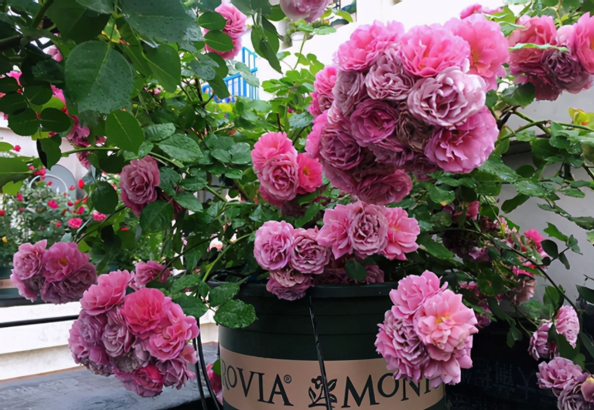 月季和天竺葵哪个好养,怎么样养月季盆栽