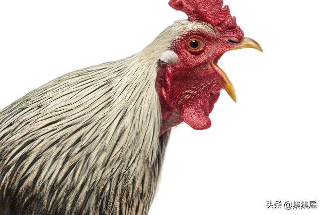 大自然中不常见的动物,关于大自然的动物百科