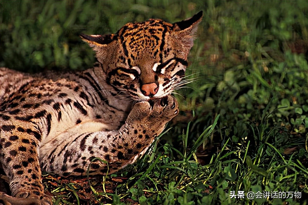 广西发现豹猫野生动物,宁夏野生豹猫