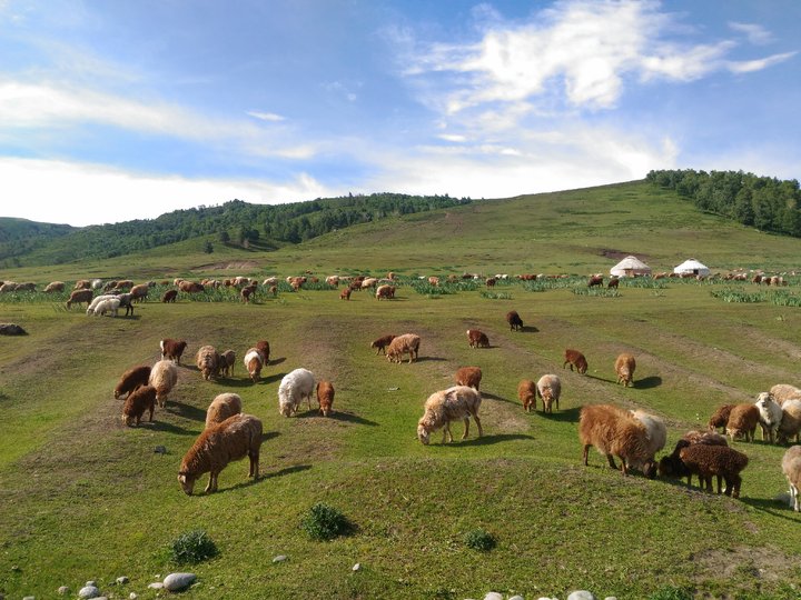 台湾妹子游*疆新**,二）：一个人的寻梦之旅，真实而美好