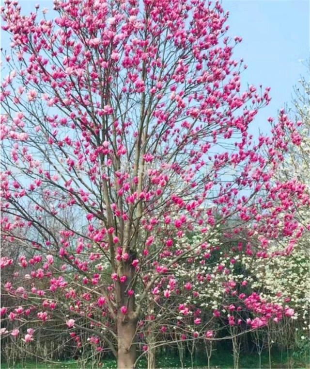 鼻炎适合养的盆栽,鼻炎卧室可以放盆栽吗