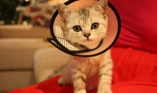 猫突然掉一大块毛是猫癣吗,猫舍买的猫有猫癣该怎么办