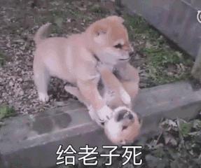 最近很火的一只猫的表情包,用了仓鼠猫表情包的人