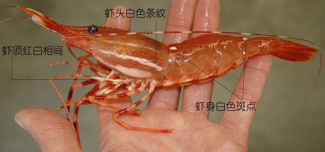 虾说,这是一篇让你不仅会吃,还会认……一文解决“虾”认识