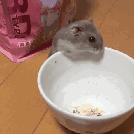 养仓鼠大概两年要花多少钱,养仓鼠要花多少钱需要准备什么