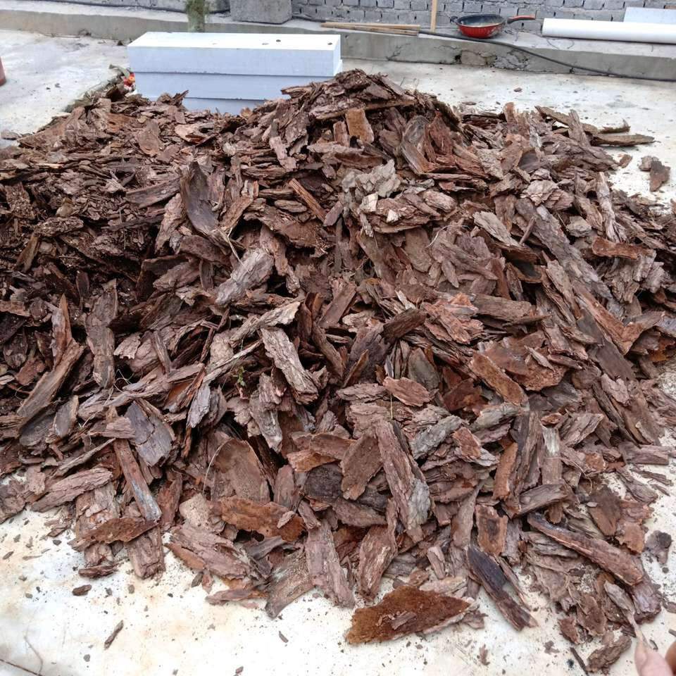 家庭养君子兰的正确方法和技巧,怎样养好君子兰才能长得快