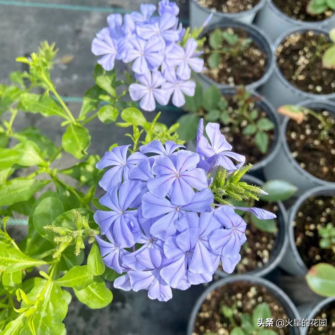 夏天植物闷根咋办,盆栽闷根怎样处理