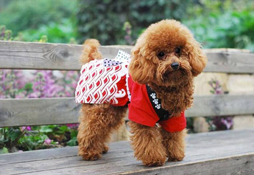 泰迪缺钙吃什么补最快最好,泰迪幼犬地包天是缺钙吗