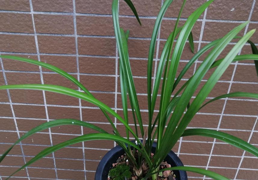 建兰不开花怎么办,建兰花期推迟的原因