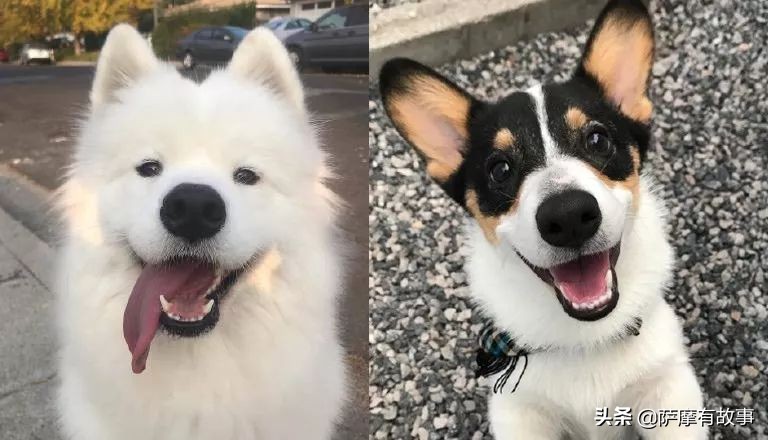 委屈！萨摩耶的混血，是一点没混出萨摩耶的美貌