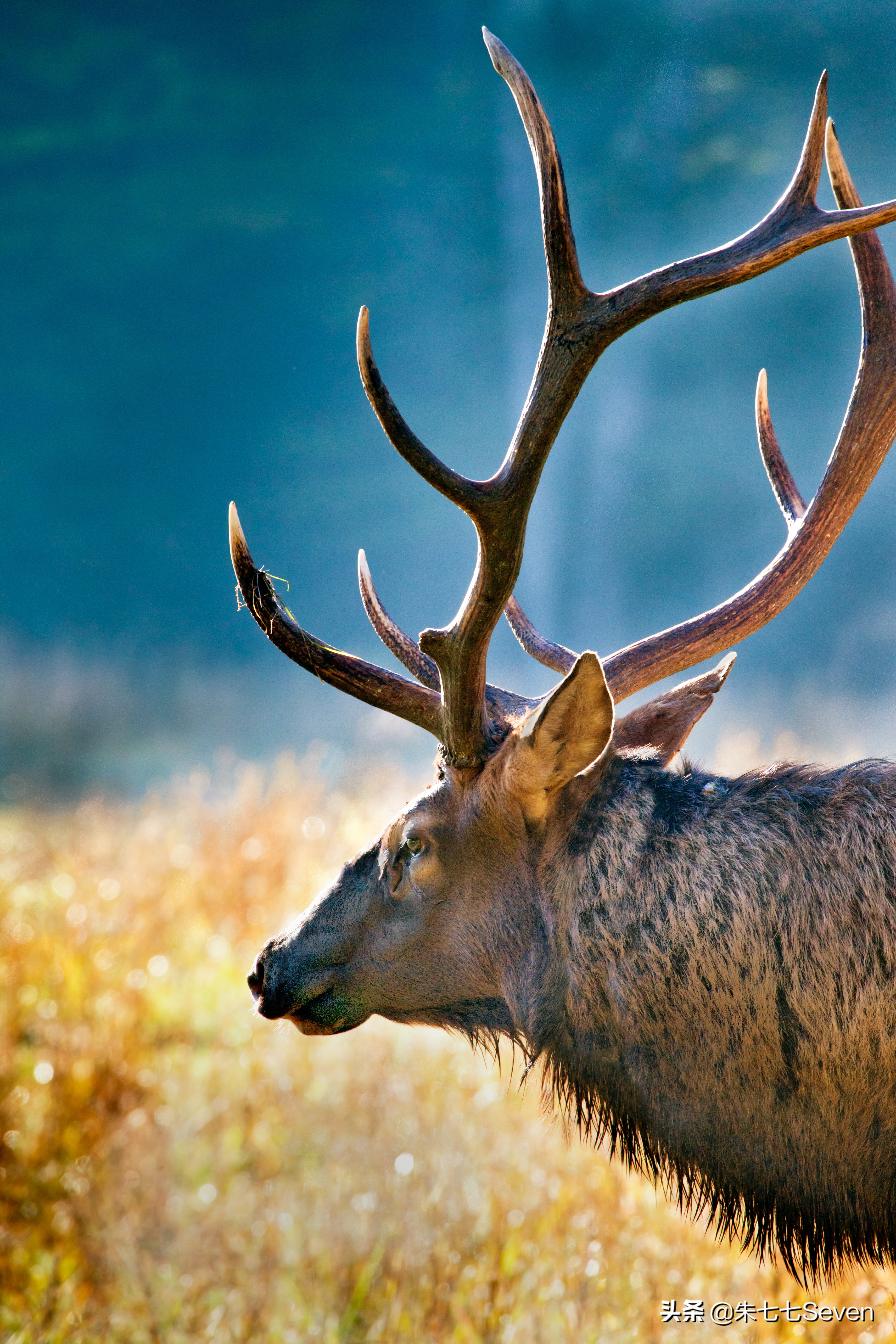 东非野生动物大迁徙,东非动物大迁徙