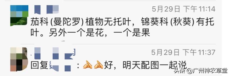 秋葵和曼陀罗长得像吗,如何辨别曼陀罗和龙葵