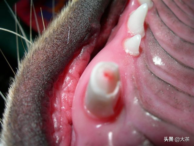 猫咪的牙齿断了一截有红点,猫咪牙齿断了一截怎么办
