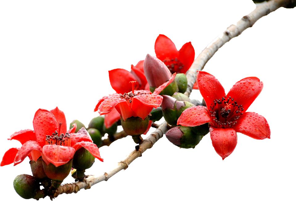 樱花植物有哪些品种,植物世界系列