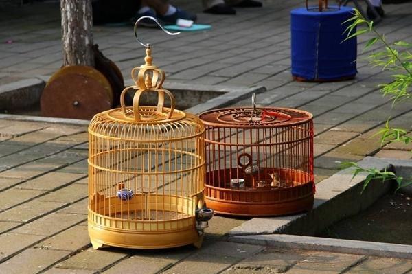 不要小看任何一只鸟,画眉鸟怎么喂养一天喂几次