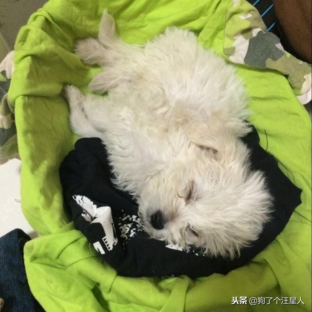 最容易被忽视的病：狗狗昏睡无力可能不是感冒，而是有了寄生虫！