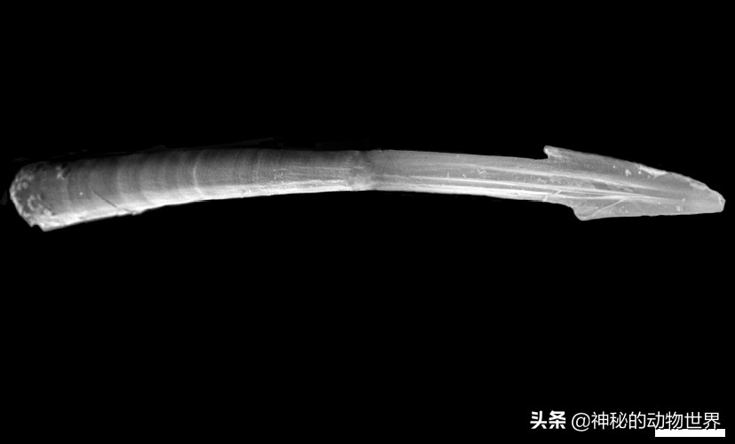 蜗牛是不是世界上牙齿最多的动物,蜗牛为什么被称为牙齿最多的动物