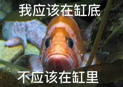 白色猫病,爱喝水的猫得了什么病