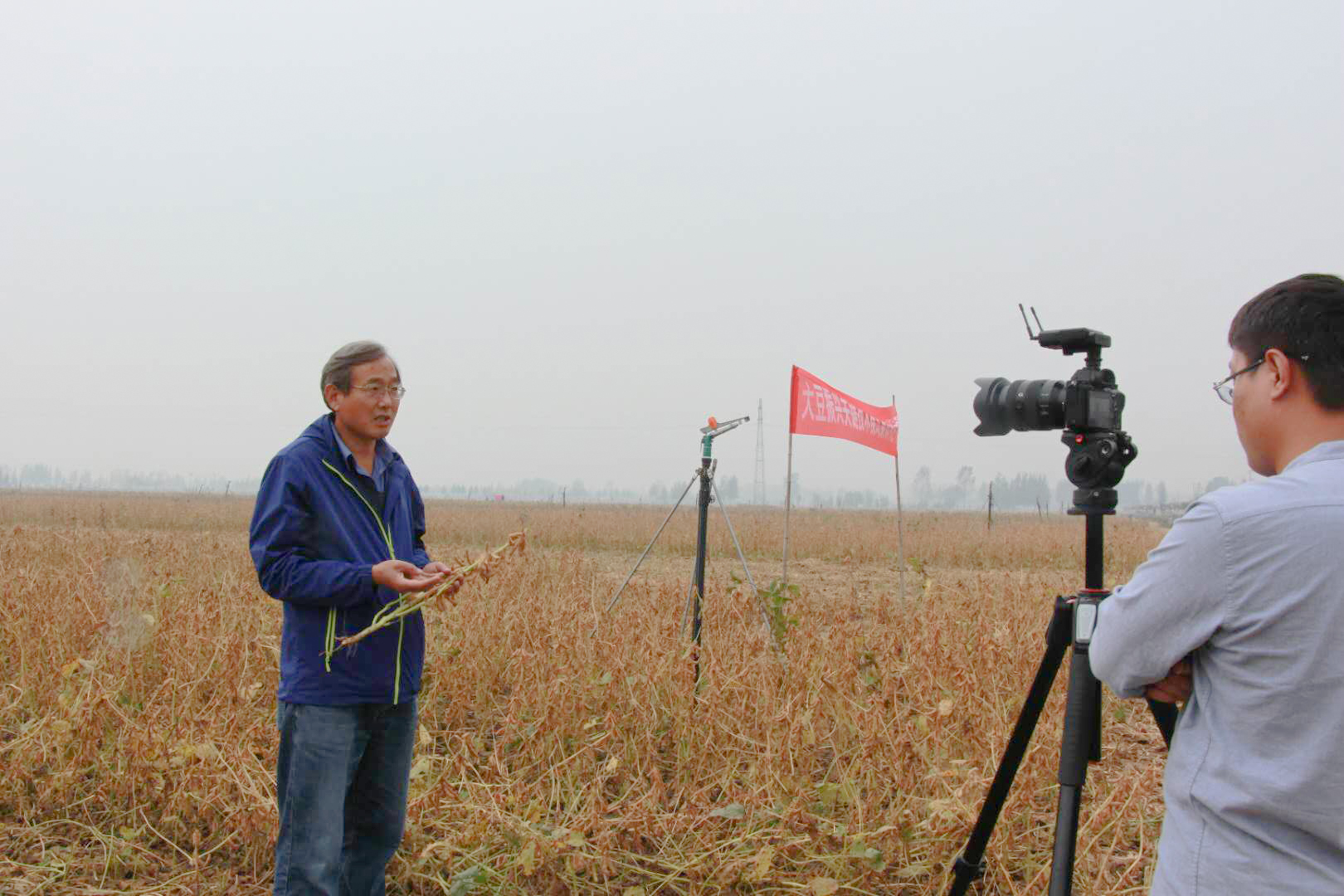 齐黄34大豆的亩产量是多少,齐黄34大豆亩用种量