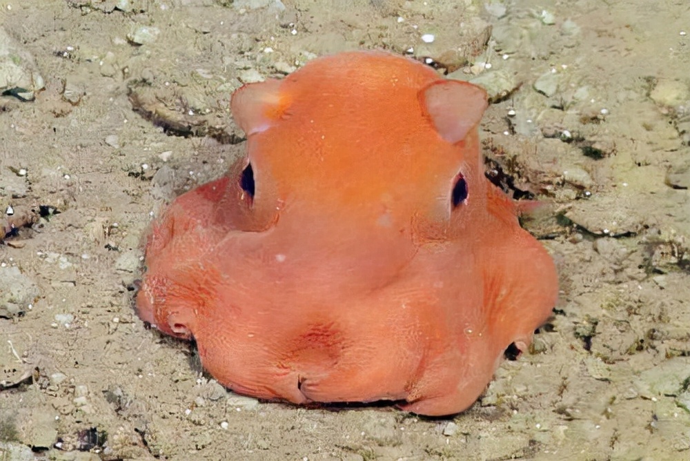 10大长相比较奇怪的动物,你认识多少种长相奇怪的动物