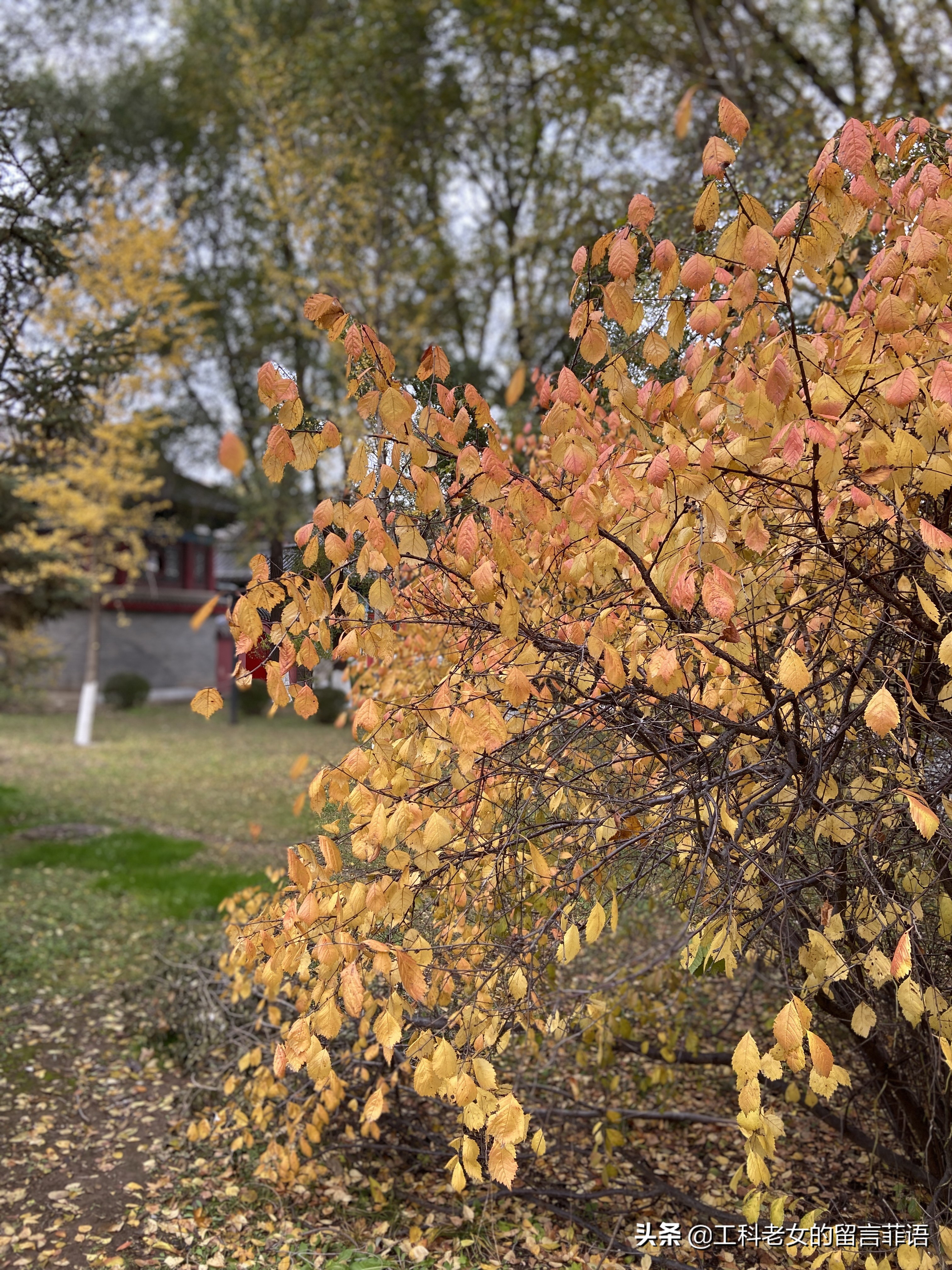 沈阳看秋叶好去处,沈阳秋叶