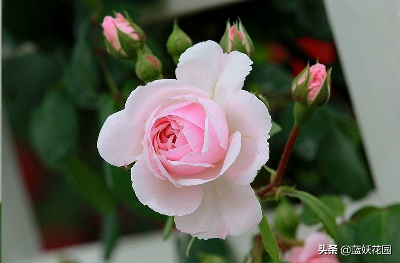 月季盲芽和不是盲芽的对比图,月季好多盲芽是怎么造成的