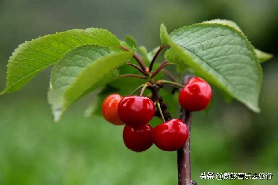 汶川三宝有哪些,汶川三宝市场枇杷