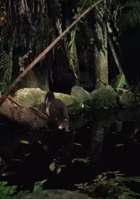 澳大利亚旅游抱考拉,麻麻游记视频大全