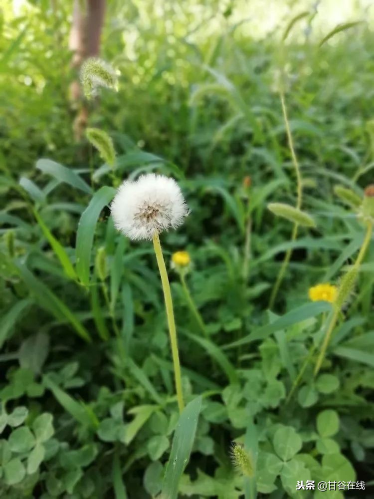 鍦ㄦ柊鐤嗙殑鐢樿們濂冲鏀暀,鏂扮枂鍜岀敯鏀暀鑰佸笀