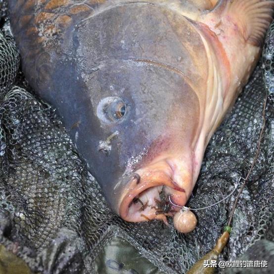 双钩真的比单钩好吗,单钩双钩技巧