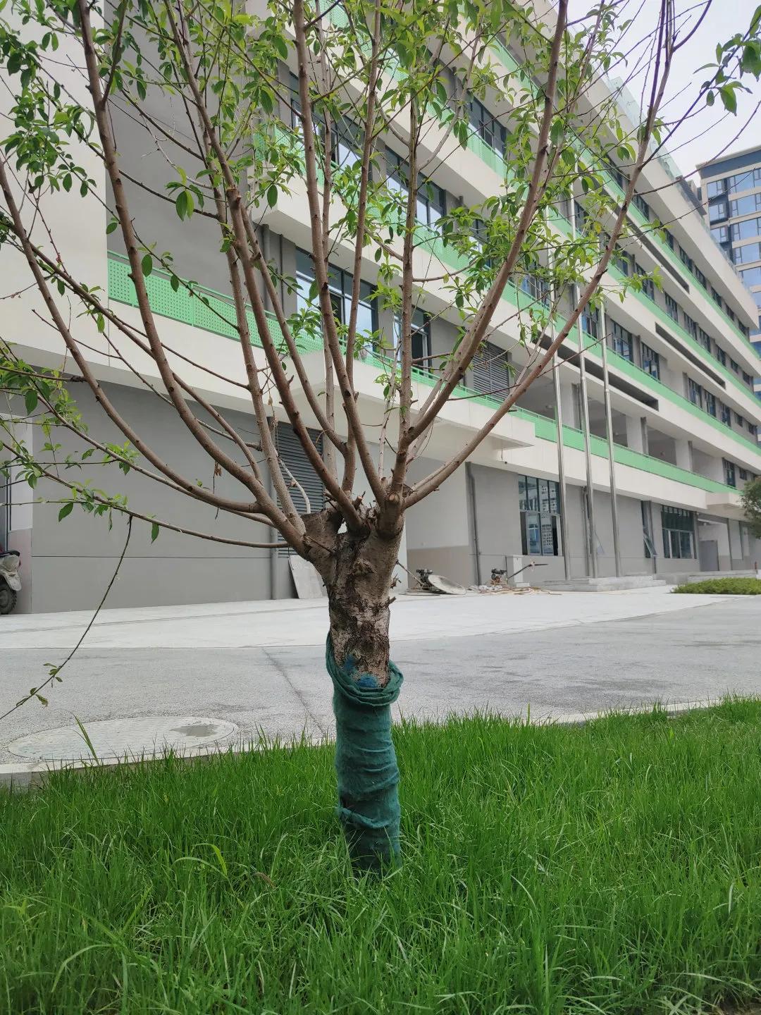 美呆~金牛又一小学校，改扩建完成！