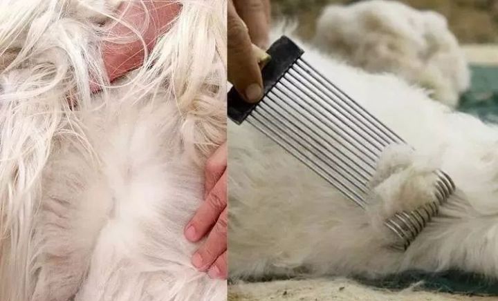 maxmara呢大衣,女人必须要有一件maxmara驼色大衣