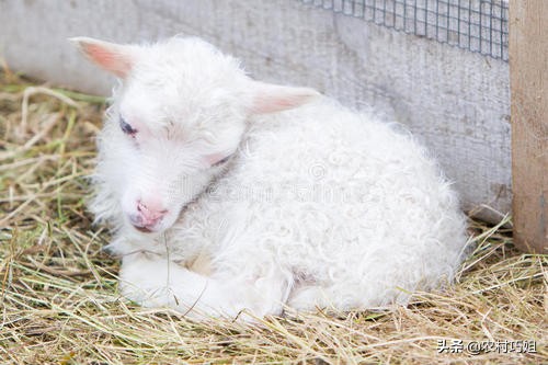 刚出生的小羊羔需要注意什么,小羊羔喂牛奶注意事项