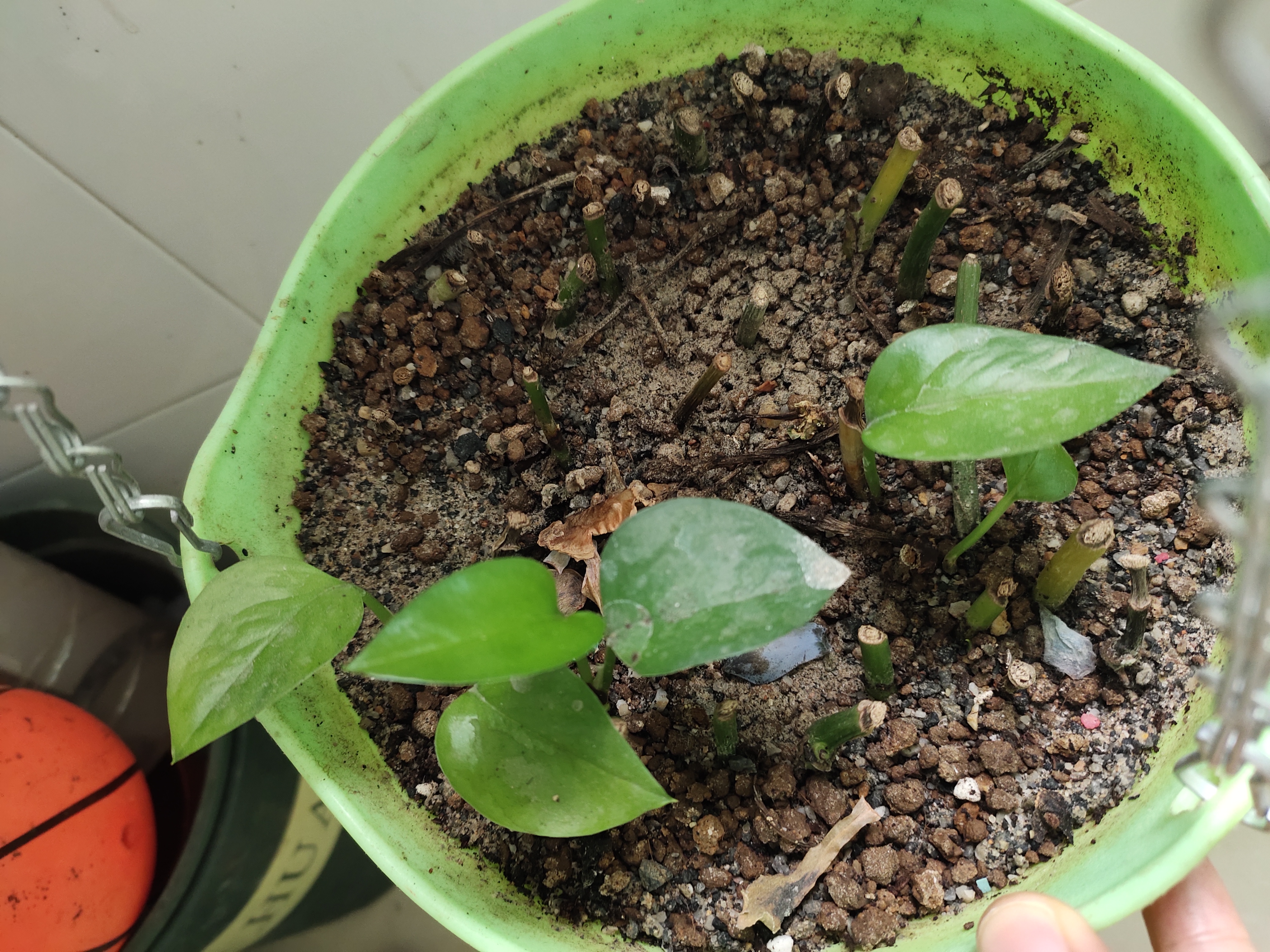 绿萝已经枯死了怎么救活,绿萝要死掉了怎么救小妙招