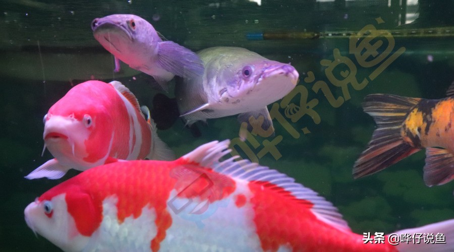 鱼缸混养小型鱼最佳搭配,观赏鱼怎么混养达到生态缸