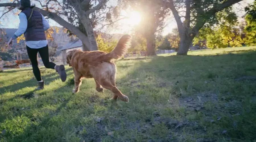 宠安宠物北京,宠安安宠物医院