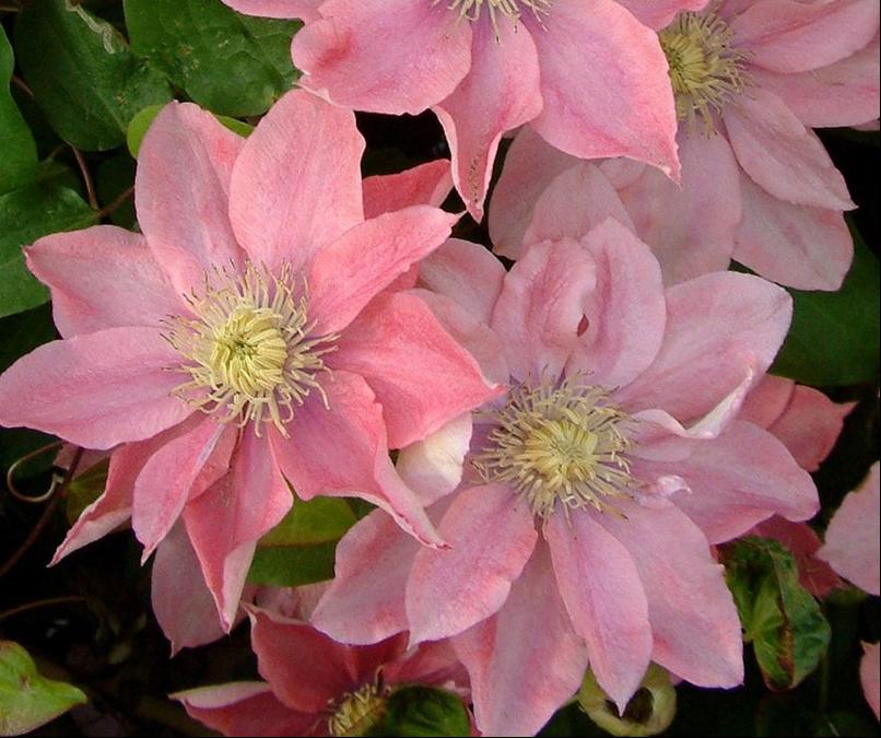 铁线莲小苗怎样种易成活,秋天新买的铁线莲小苗怎样上盆