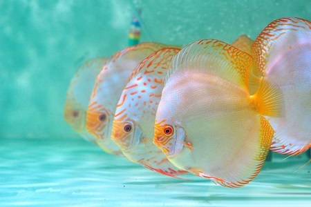 怎么养七彩神仙鱼苗子,如何养好七彩神仙鱼