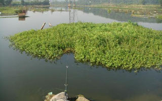 三月鲫和三春鲫,三月鲫好钓吗