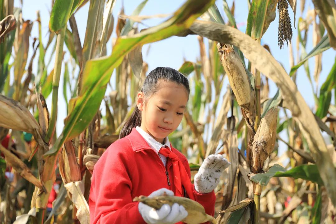 课后服务针对义务教育阶段吗,课后服务对教育教学的改变