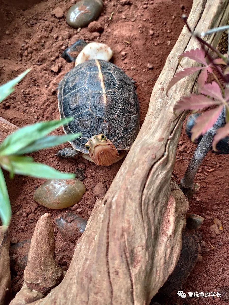 黄缘龟该如何造景,黄缘龟造景用河沙