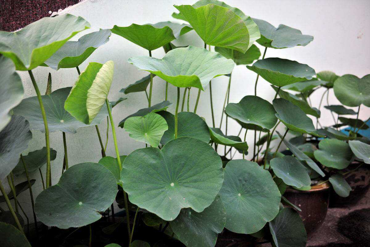 荷花怎样养才能开花,怎么养荷花可以一年四季都开花呢