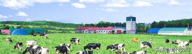 有机致臻有机奶粉怎么样,国产奶粉真的那么好吗