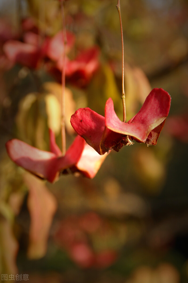 盆栽观果植物有哪些,观果植物具备哪些特征