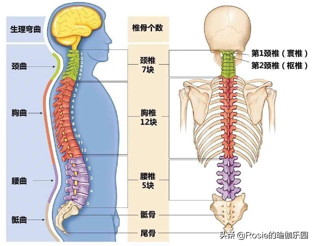 跳绳甩大肚腩怎么跳,配合跳绳减肚子和腰最快的方法