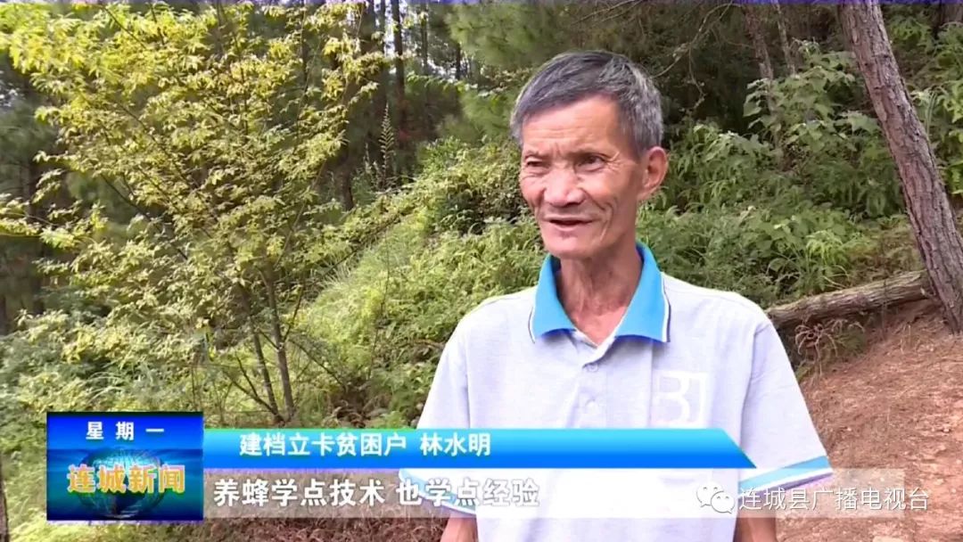 连城助农,连城山里芭蕉芋成村民致富新产业