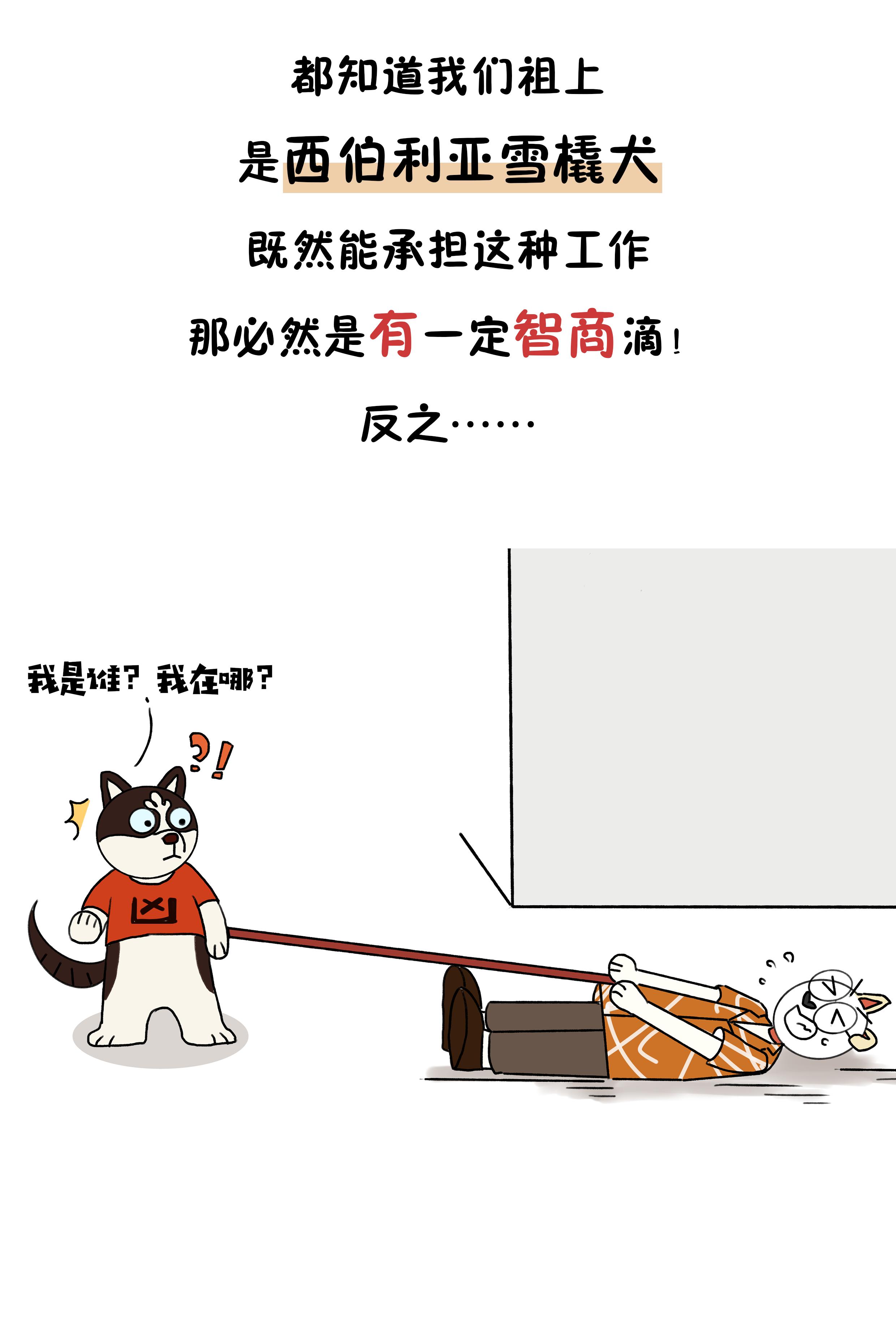 作为狗界泥石流，哈士奇当真这么笨？辟谣：服从性不等于智商